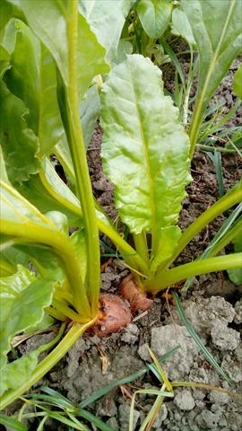 甜菜根 產品圖片（圖片編號 369414）