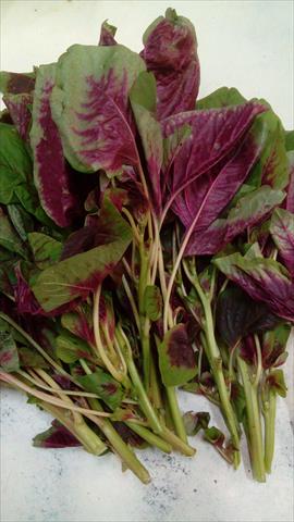莧菜(刺莧菜) 產品圖片（圖片編號 369417）