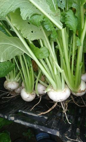 蕪菁(大頭菜) 產品圖片（圖片編號 369422）