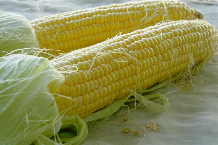 食用玉米(含玉米筍) 產品圖片（圖片編號 409294）