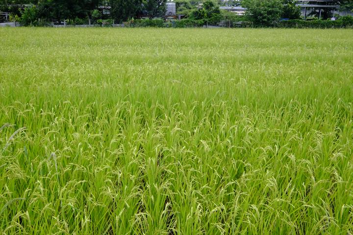 稉稻(白米或黑米) 產品圖片（圖片編號 409296）