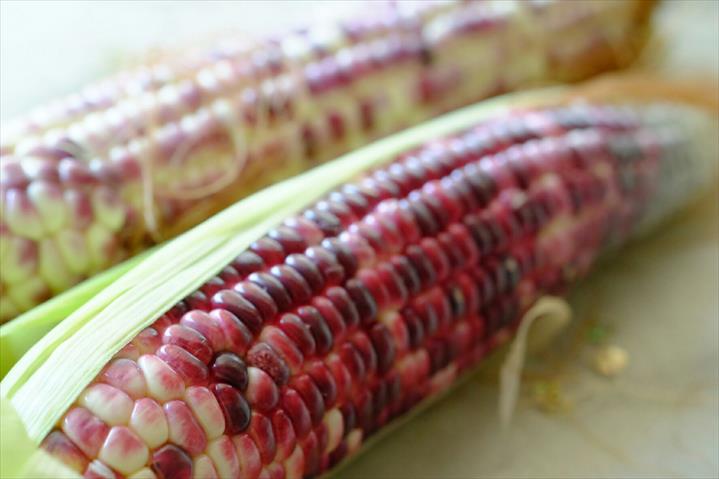 食用玉米(含玉米筍) 產品圖片（產品編號 358750）
