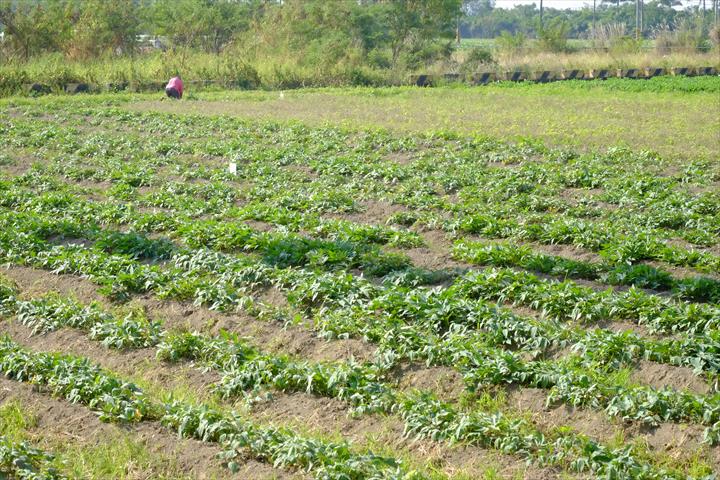 甘藷(地瓜) 產品圖片（圖片編號 409303）