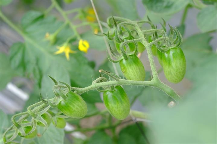 番茄(含小番茄) 產品圖片（圖片編號 409311）