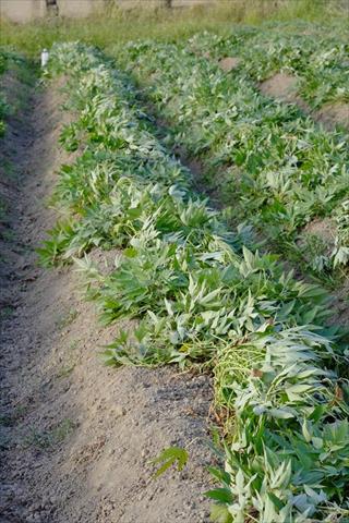 甘藷(地瓜) 產品圖片（圖片編號 409312）
