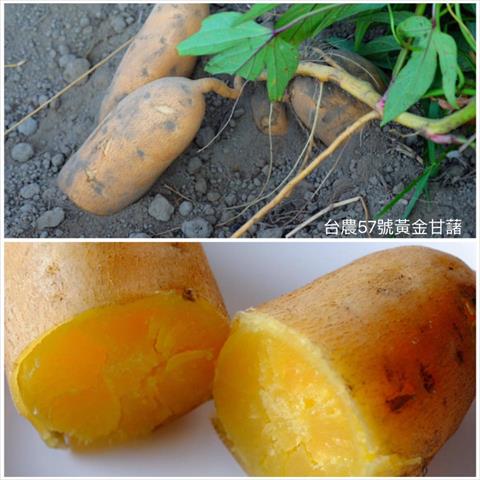 甘藷(地瓜) 產品圖片（圖片編號 409313）