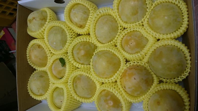 蜜李 產品圖片（圖片編號 41203）