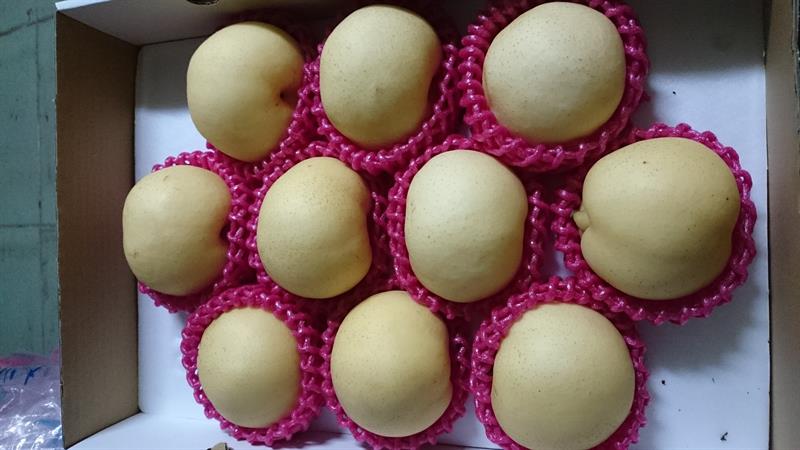 梨 產品圖片（圖片編號 41205）