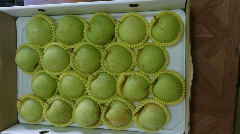 蘋果 產品圖片（圖片編號 41207）