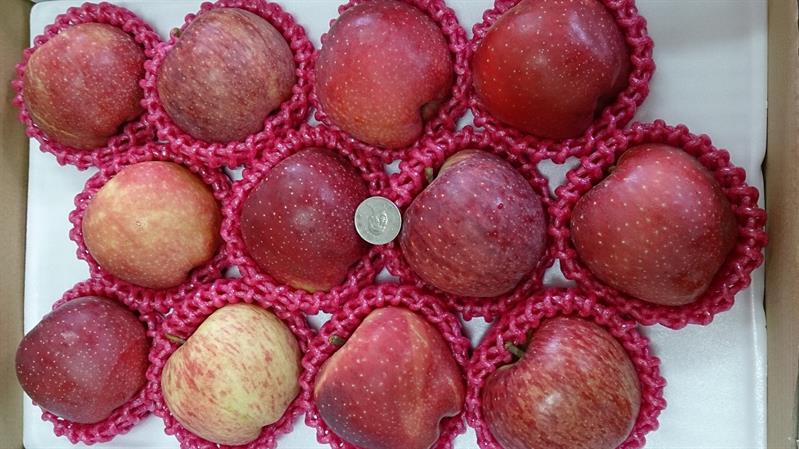 蘋果 產品圖片（圖片編號 41208）