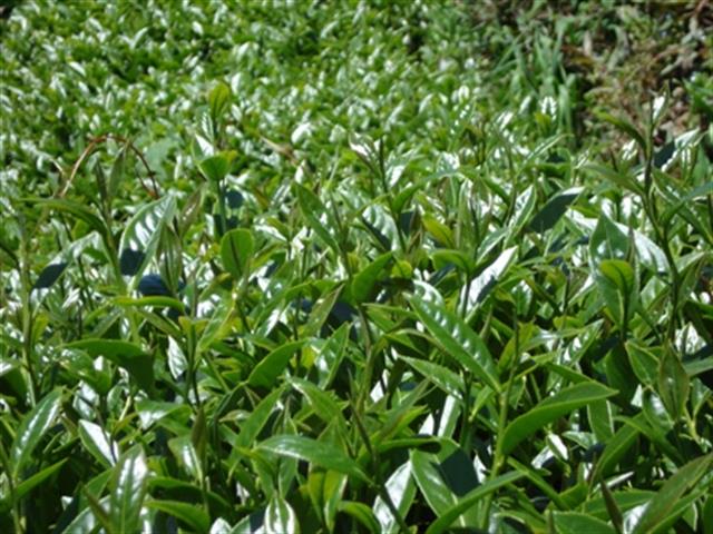 茶製品-茶 產品圖片（圖片編號 41215）