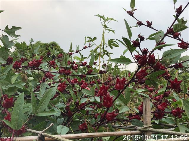 洛神(洛神葵) 產品圖片（圖片編號 434816）