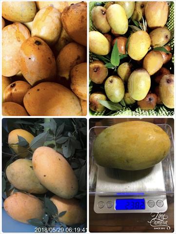 芒果 產品圖片（圖片編號 434819）
