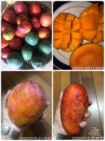 芒果 產品圖片（圖片編號 434820）