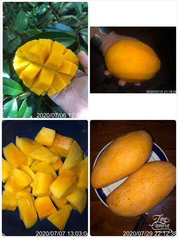 芒果 產品圖片（圖片編號 434821）