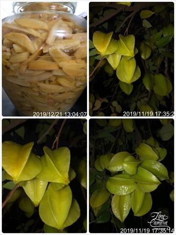 楊桃 產品圖片（圖片編號 434823）