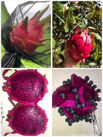 紅龍果 產品圖片（產品編號 372370）