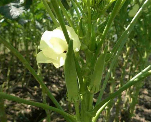 黃秋葵(羊角豆,秋葵) 產品圖片（產品編號 379630）
