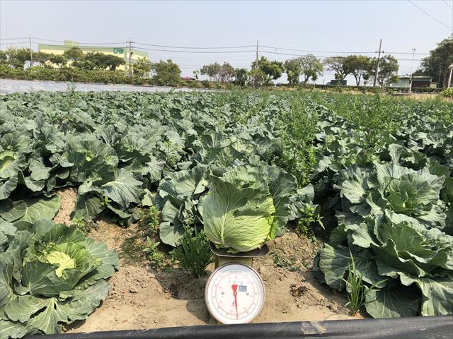 甘藍(高麗菜) 產品圖片（產品編號 380569）