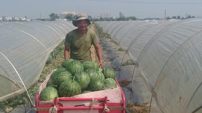 西瓜 產品圖片（產品編號 380566）
