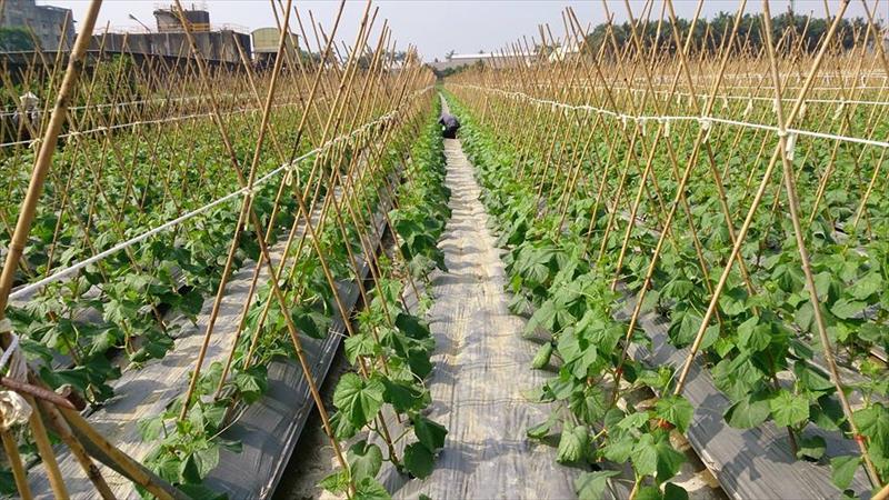 胡瓜(大黃瓜) 產品圖片（產品編號 380568）