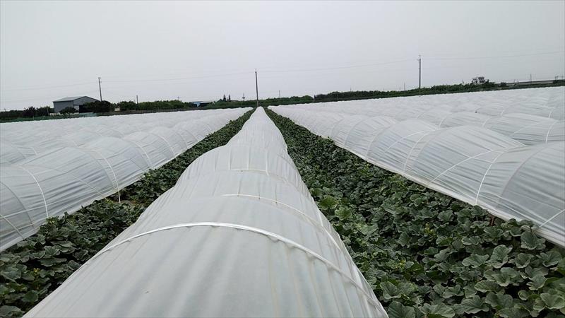 洋香瓜(哈蜜瓜) 產品圖片（產品編號 391020）