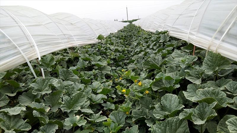 洋香瓜(哈蜜瓜) 產品圖片（圖片編號 464735）