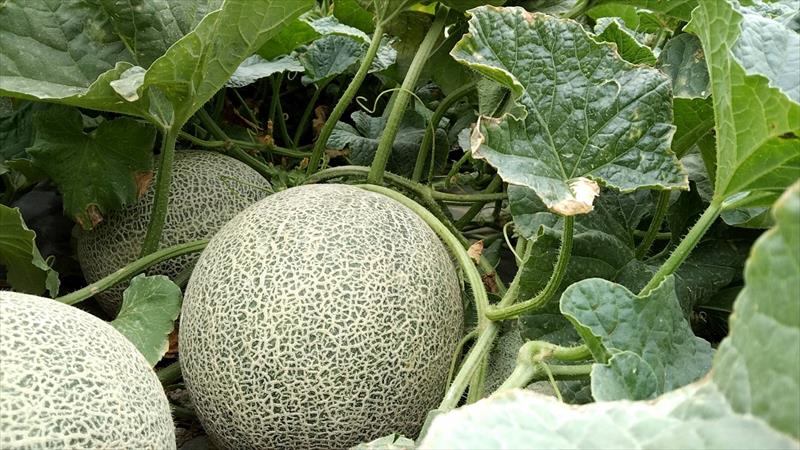 洋香瓜(哈蜜瓜) 產品圖片（圖片編號 464736）