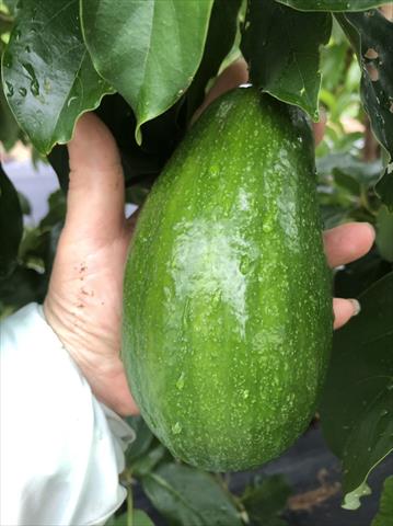 酪梨 產品圖片（產品編號 391021）