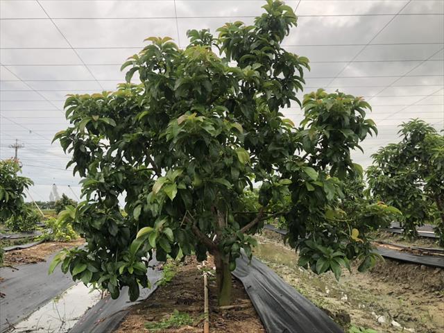 酪梨 產品圖片（圖片編號 464740）