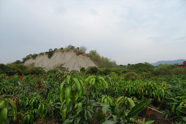 芒果 產品圖片（圖片編號 479673）