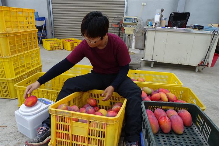 芒果 產品圖片（圖片編號 479674）