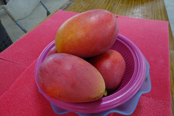 芒果 產品圖片（產品編號 398418）