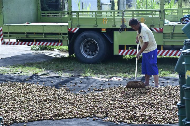 油茶 產品圖片（圖片編號 505405）