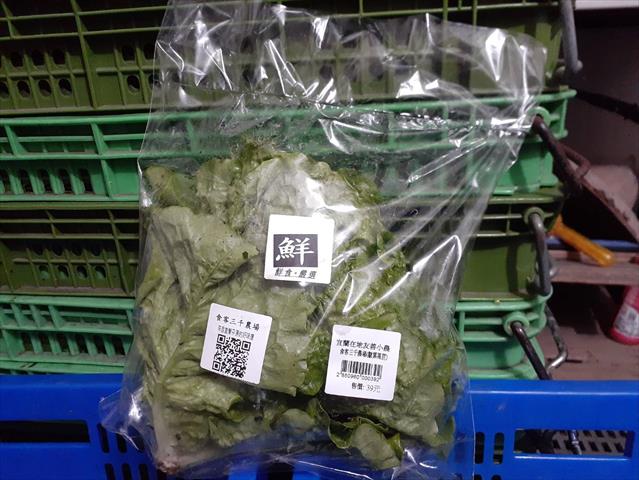 結球萵苣(包心萵苣,美生菜) 產品圖片（圖片編號 512861）