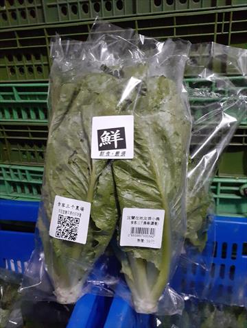 結球萵苣(包心萵苣,美生菜) 產品圖片（圖片編號 512862）