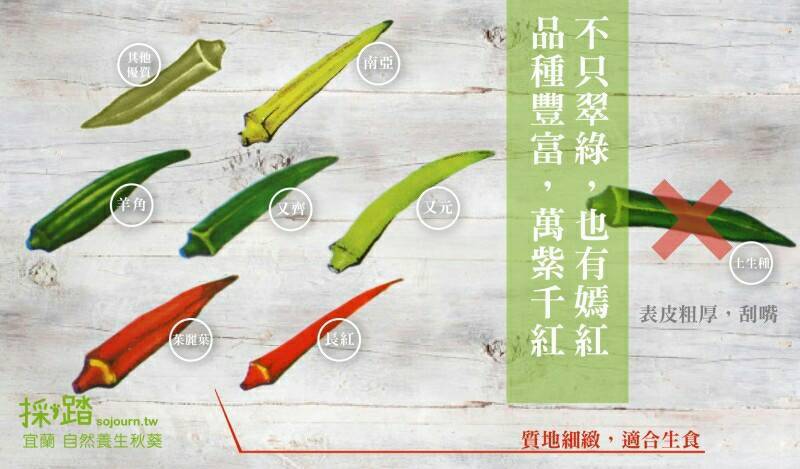 黃秋葵(羊角豆,秋葵) 產品圖片（圖片編號 512868）