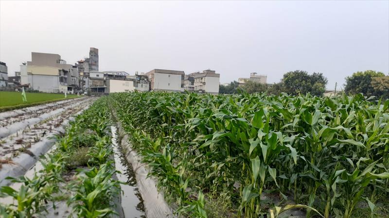 食用玉米(含玉米筍) 產品圖片（圖片編號 512874）