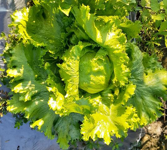 結球萵苣(包心萵苣,美生菜) 產品圖片（圖片編號 512879）