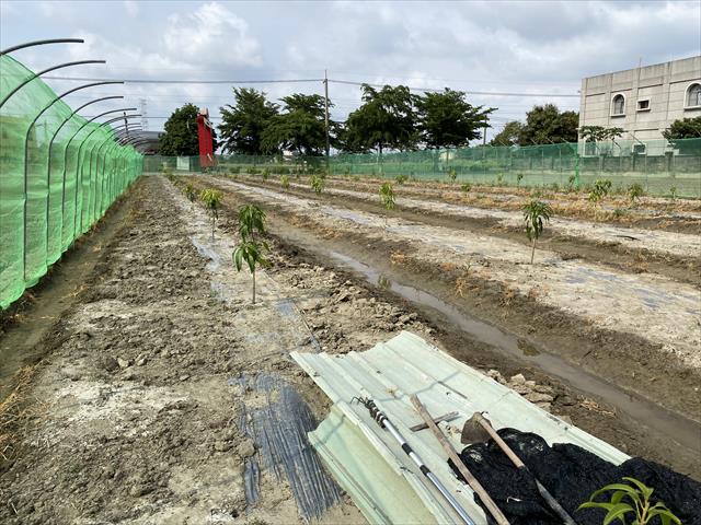 芒果 產品圖片（圖片編號 548382）