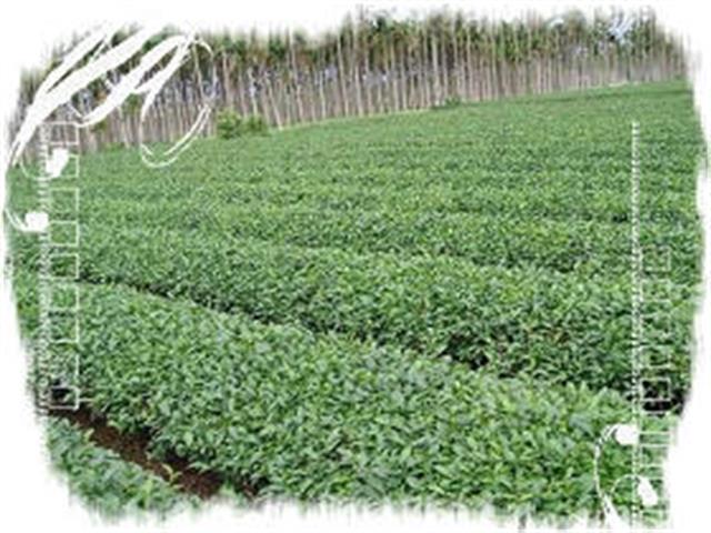 茶製品-茶 產品圖片（圖片編號 55256）