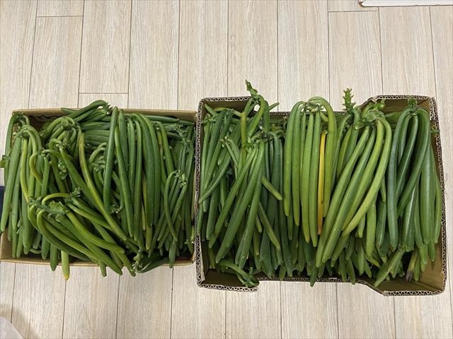 香莢蘭豆莢 產品圖片（產品編號 440989）