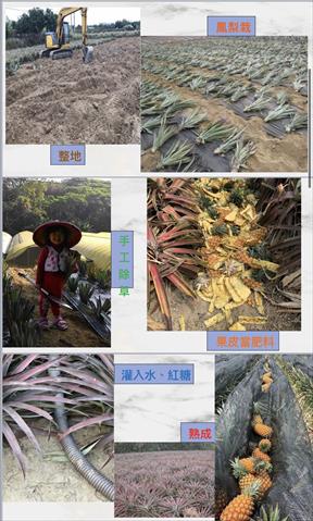 鳳梨 產品圖片（產品編號 446678）