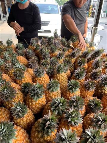 鳳梨 產品圖片（圖片編號 570157）