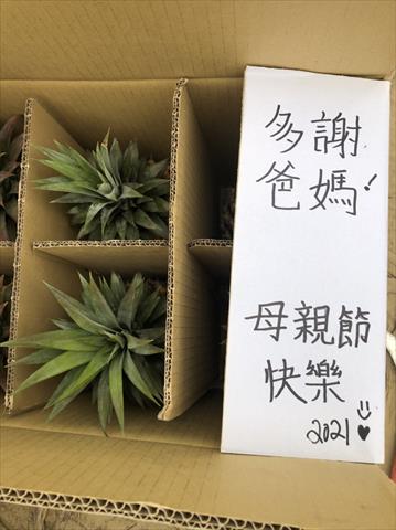 鳳梨 產品圖片（圖片編號 570158）
