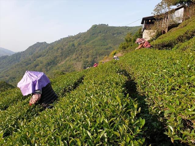 茶製品-茶 產品圖片（圖片編號 575452）