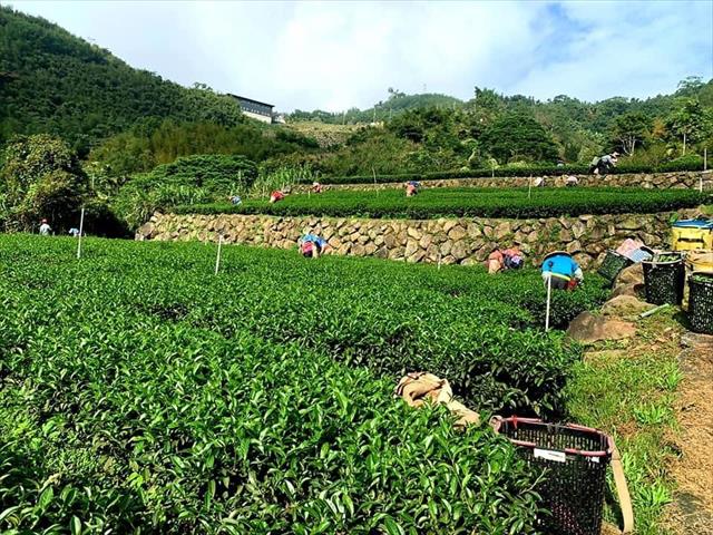 茶製品-茶 產品圖片（圖片編號 575453）