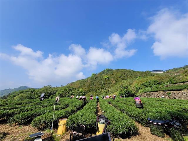 茶製品-茶 產品圖片（產品編號 448553）