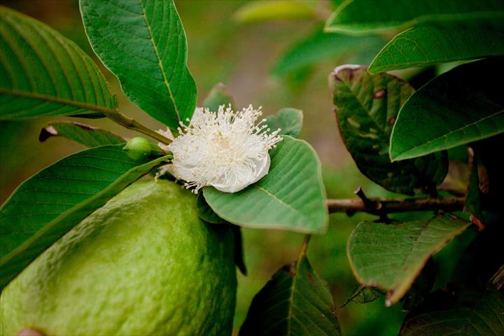 番石榴(芭樂) 產品圖片（圖片編號 575720）