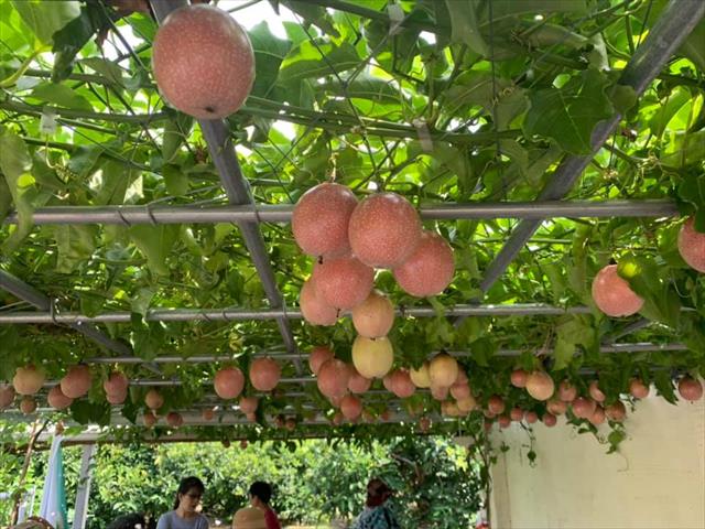 百香果 產品圖片（圖片編號 578574）